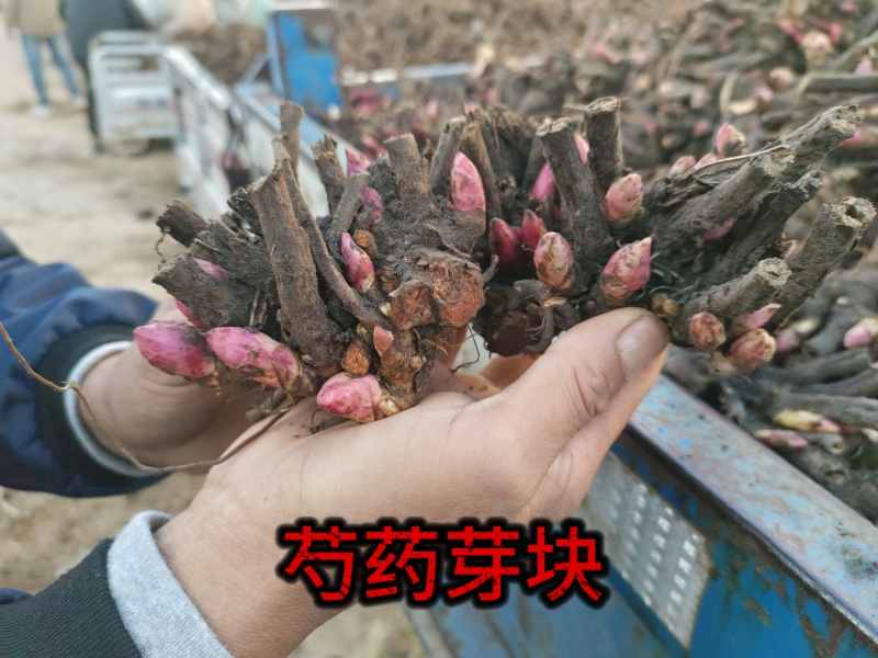 白芍芽块、正品亳州地道药材白芍，高产改良新品种，线条蒲棒
