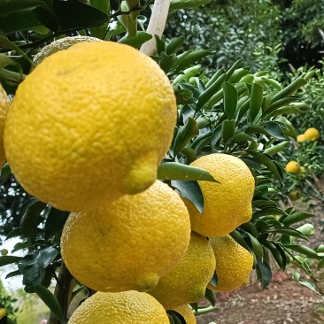 黄金贡柚