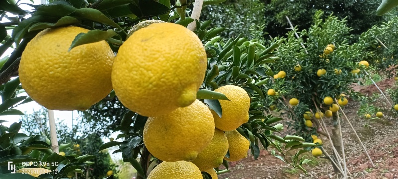 黄金贡柚
