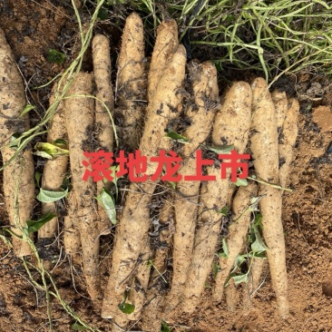 滚地龙大量上市，价格优惠！口感粉糯香的，欢迎客商！