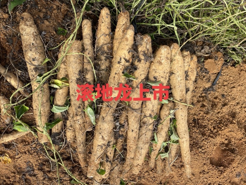 滚地龙大量上市，价格优惠！口感粉糯香的，欢迎客商！