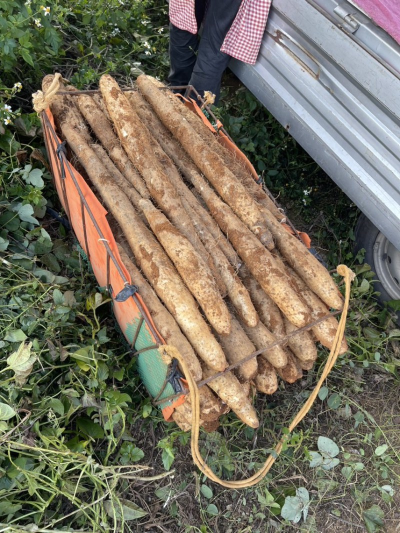 滚地龙大量上市，价格优惠！口感粉糯香的，欢迎客商！