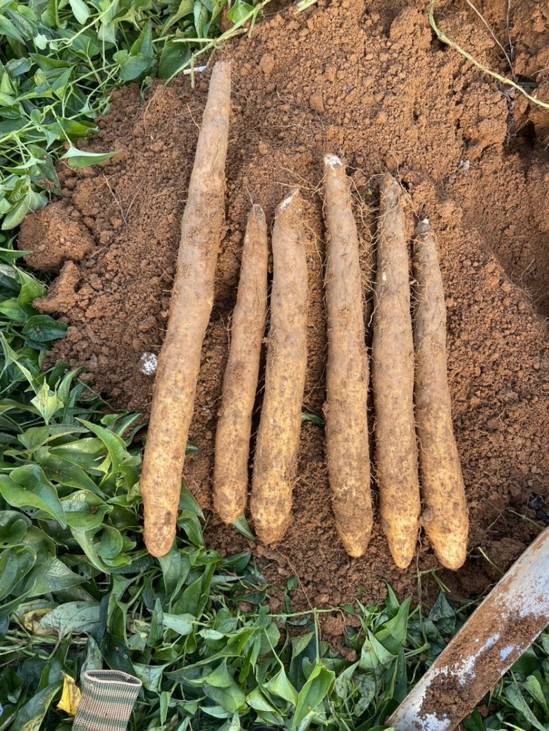 滚地龙大量上市，价格优惠！口感粉糯香的，欢迎客商！