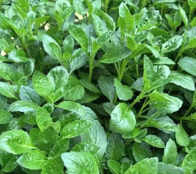 片仔癀草