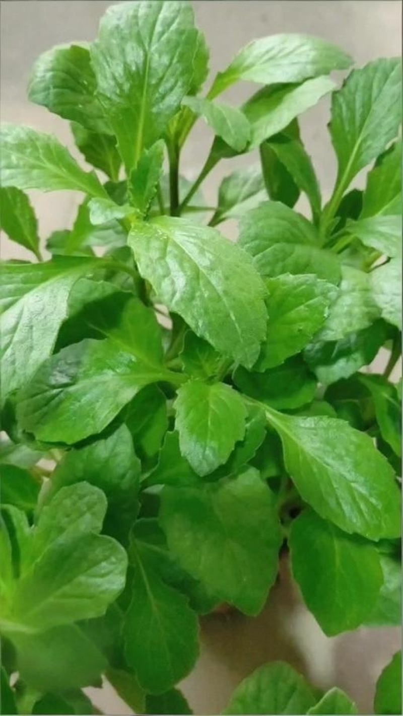 片仔癀草