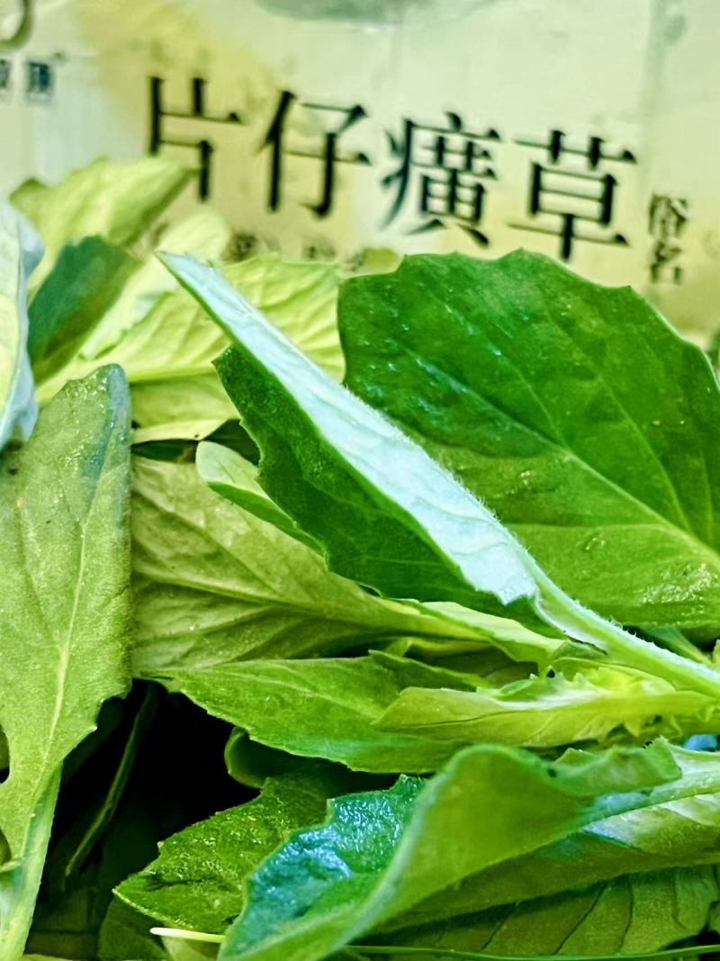 片仔癀草