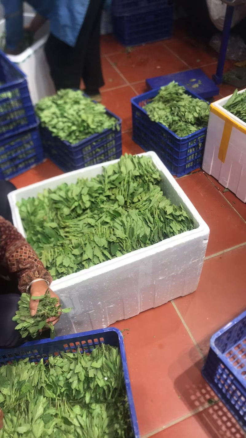 片仔癀草