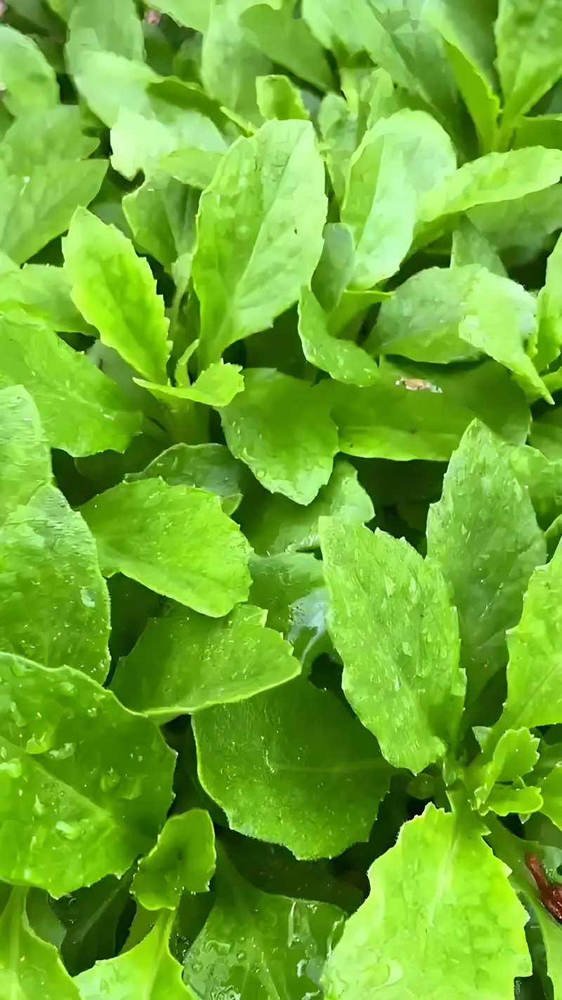 片仔癀草
