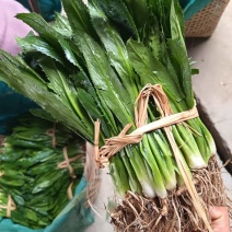 大香菜