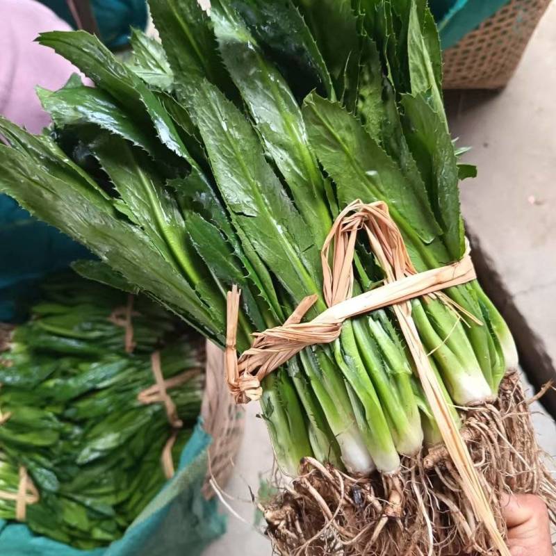 大香菜