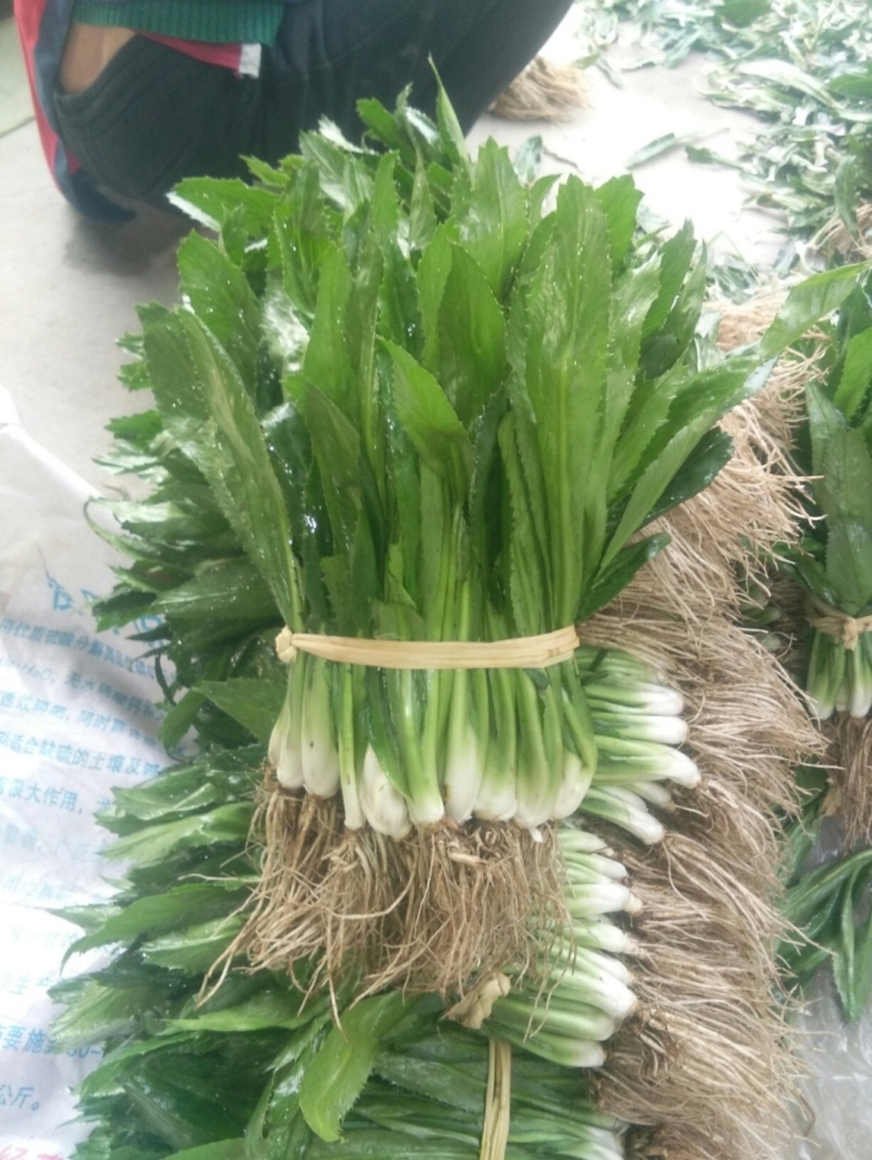 大香菜