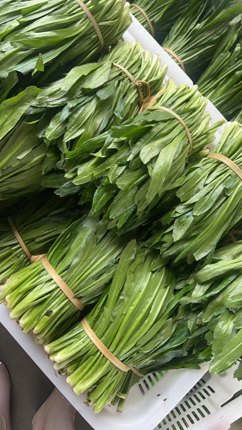 大香菜