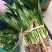 大香菜