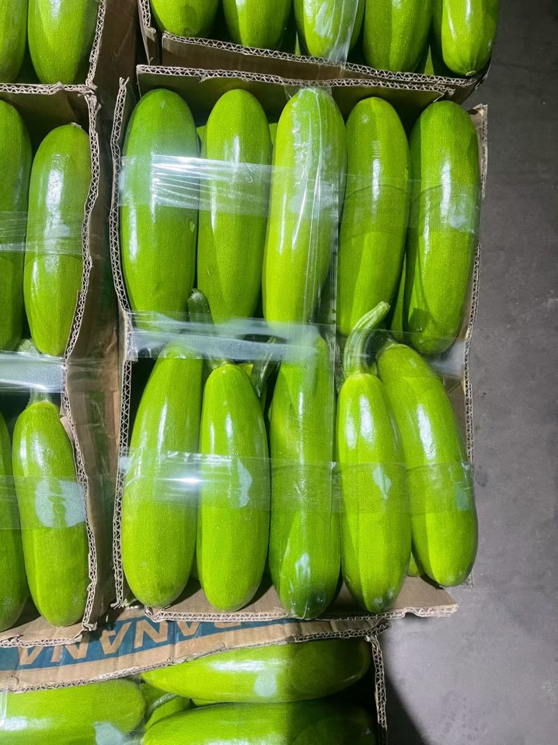山东绿皮西葫芦条形好表皮干净无擦伤疤痕大小规格可挑可网袋纸箱