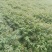 红油香椿树苗培育批发供应重庆忠县优质红油香椿树苗培育