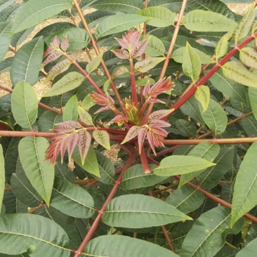 红油香椿树苗批发供应基地重庆忠县优质红油香椿树苗培育基