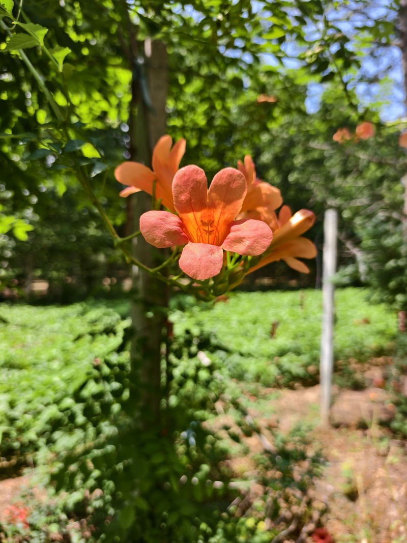 凌霄花，凌霄基地一手货源，俏江南，盼江南苗木基地凌霄苗圃