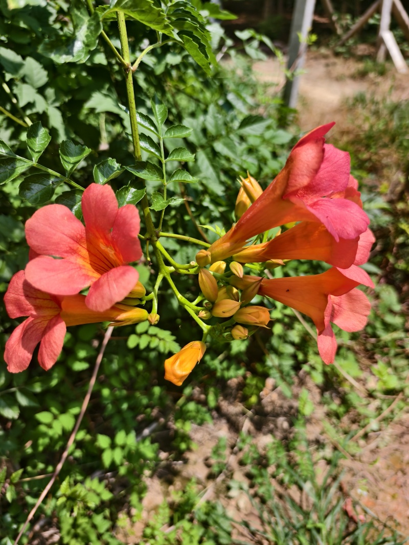 凌霄花，凌霄基地一手货源，俏江南，盼江南苗木基地凌霄苗圃