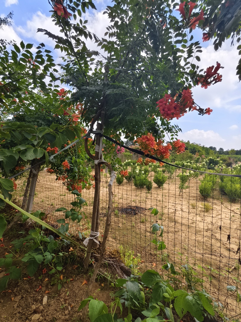 凌霄花，凌霄基地一手货源，俏江南，盼江南苗木基地凌霄苗圃