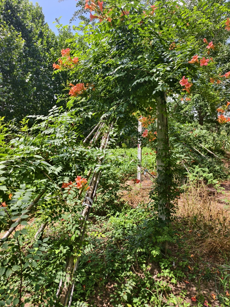 凌霄花，凌霄基地一手货源，俏江南，盼江南苗木基地凌霄苗圃