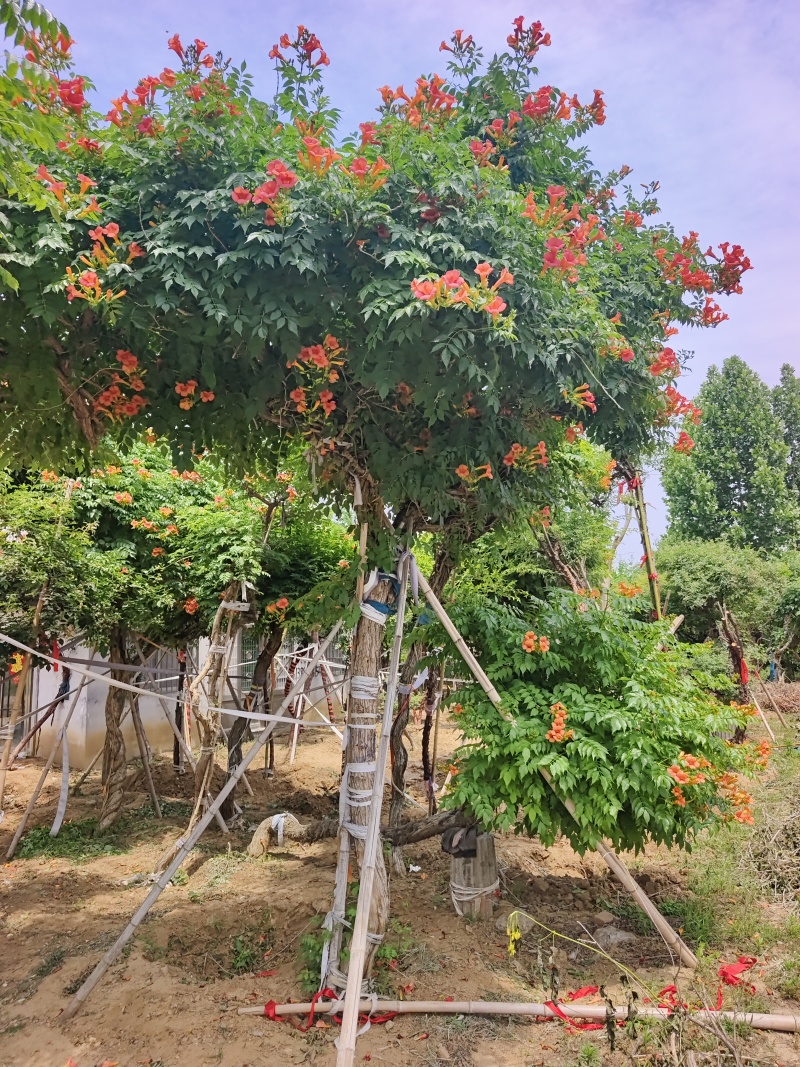 凌霄花，凌霄基地一手货源，俏江南，盼江南苗木基地凌霄苗圃