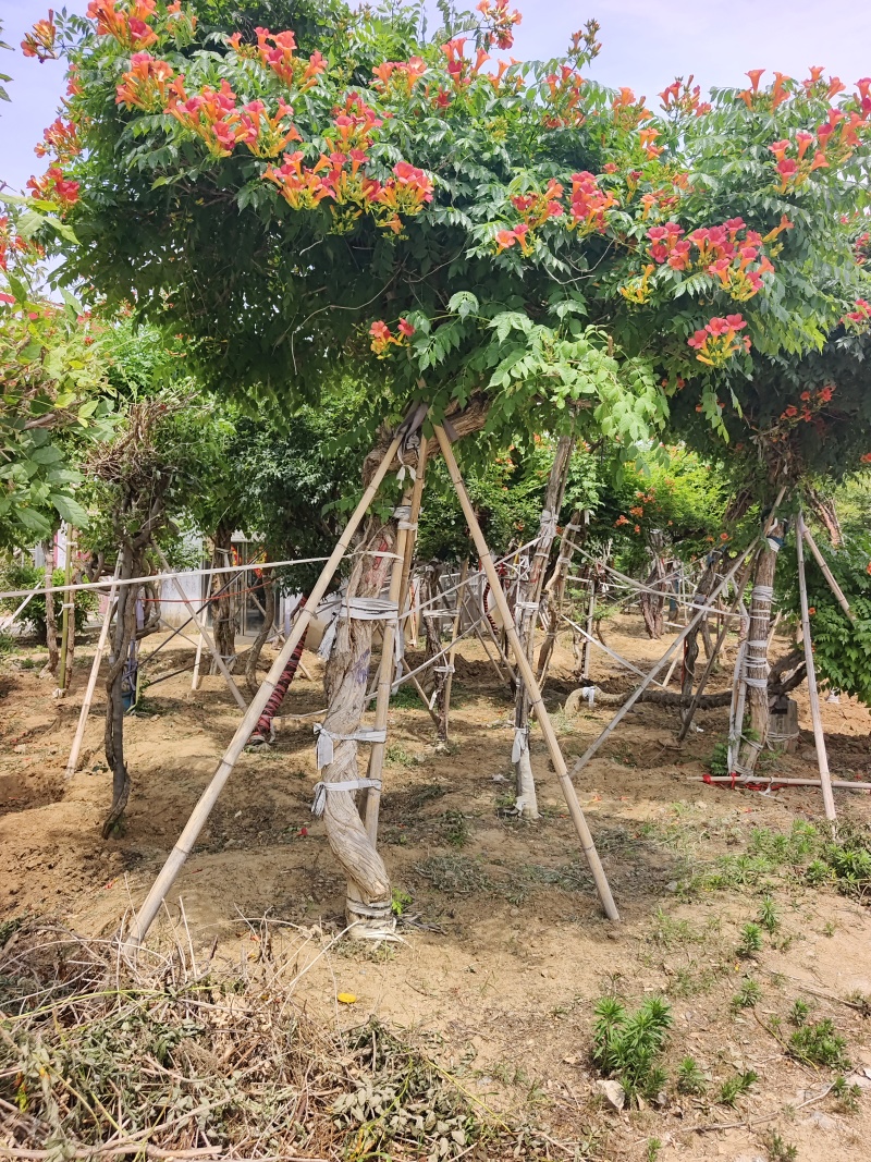 凌霄花，凌霄基地一手货源，俏江南，盼江南苗木基地凌霄苗圃