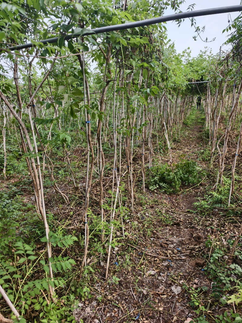 凌霄花，凌霄基地一手货源，俏江南，盼江南苗木基地凌霄苗圃