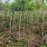 凌霄花，凌霄基地一手货源，俏江南，盼江南苗木基地凌霄苗圃