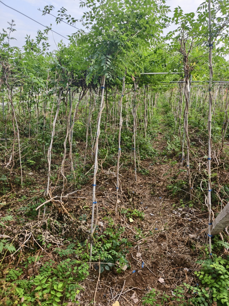 凌霄花，凌霄基地一手货源，俏江南，盼江南苗木基地凌霄苗圃