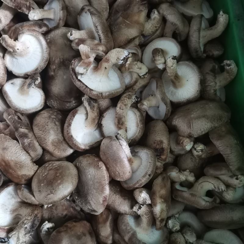 七河九号小菇，3--5电商，有厂房冷库可合作加工，代收代