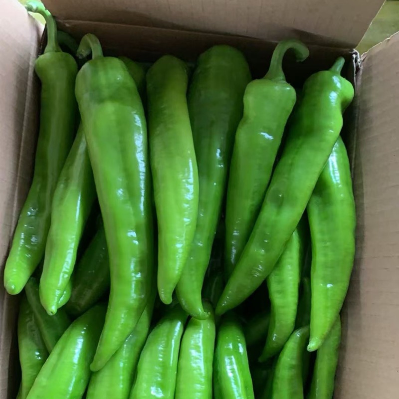 精品尖椒大量上市产地直发一手货源保质保量全国发货量大价优