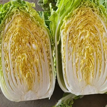 精品黄心大白菜产地发货质量保证诚信经营欢迎咨询
