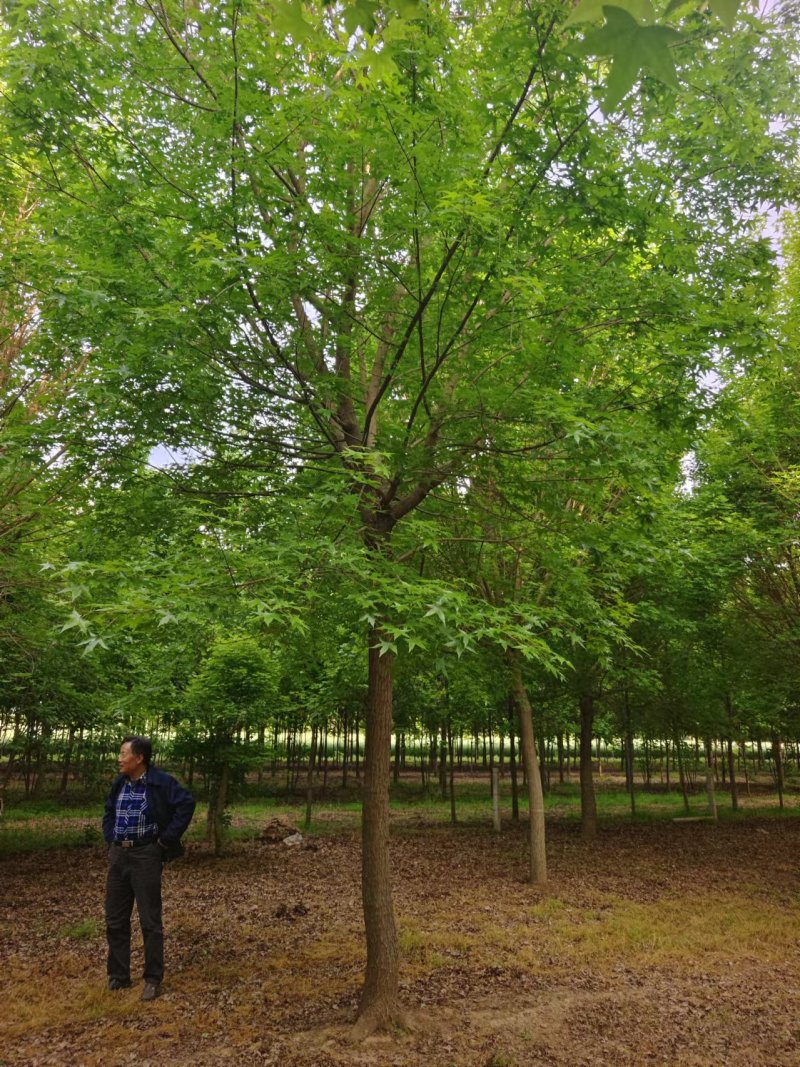 五角枫，精品五角枫，五角枫基地，苗圃直销