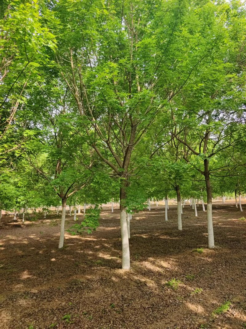 五角枫，精品五角枫，五角枫基地，苗圃直销