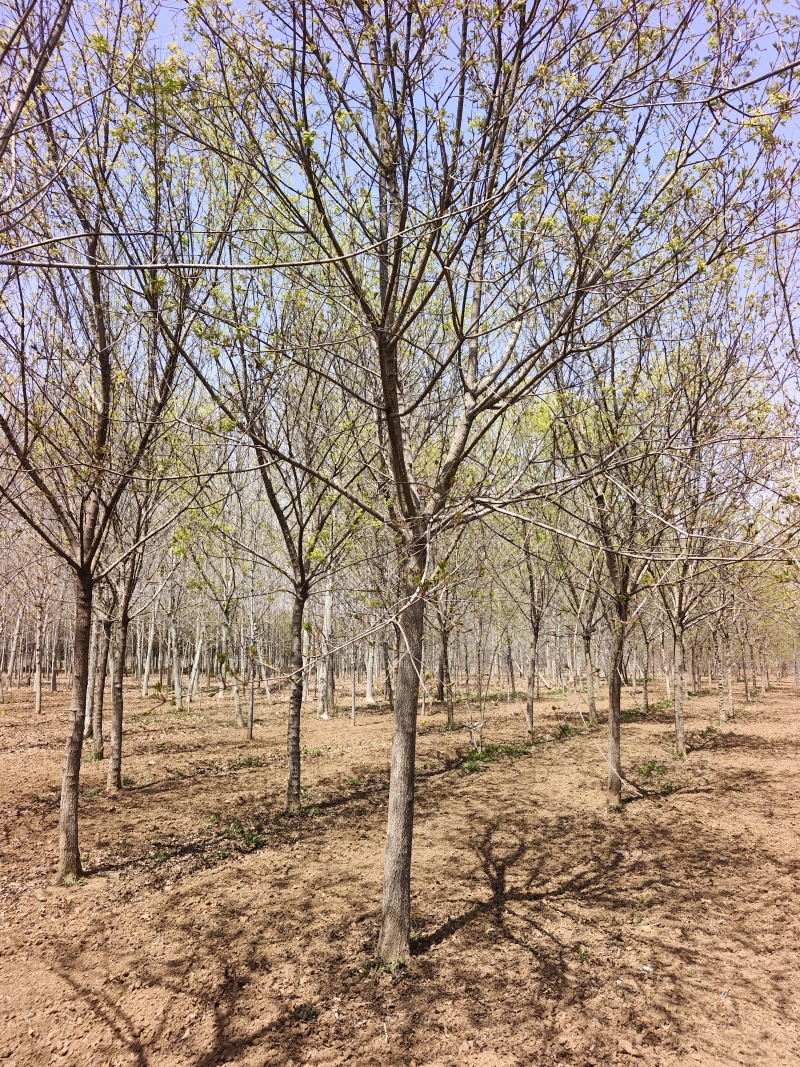 五角枫，精品五角枫，五角枫基地，苗圃直销