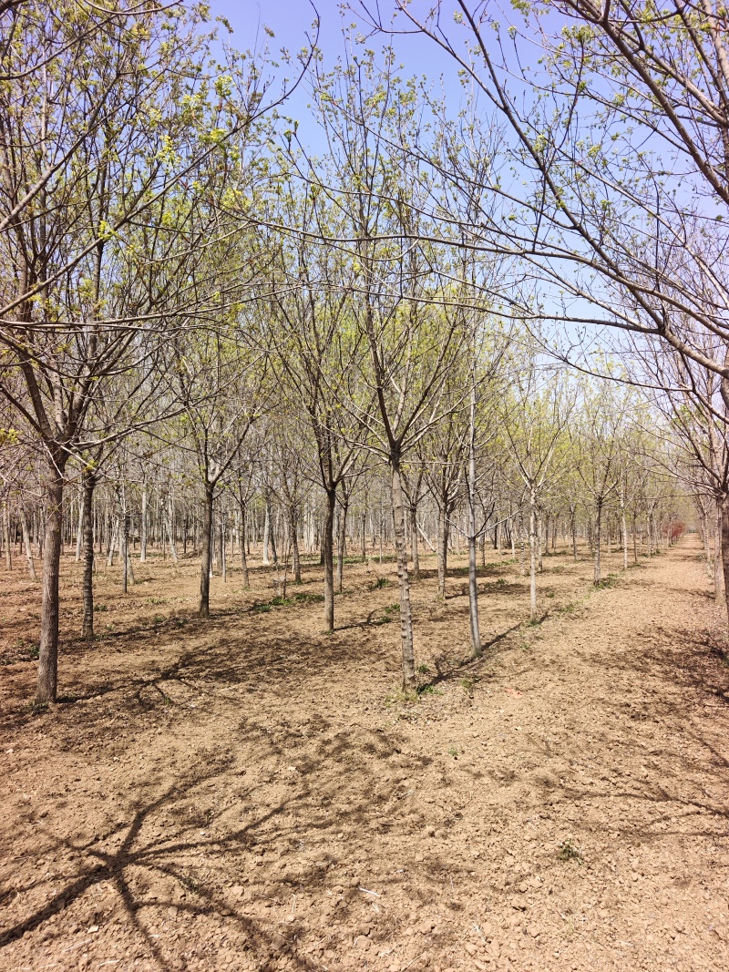 五角枫，精品五角枫，五角枫基地，苗圃直销