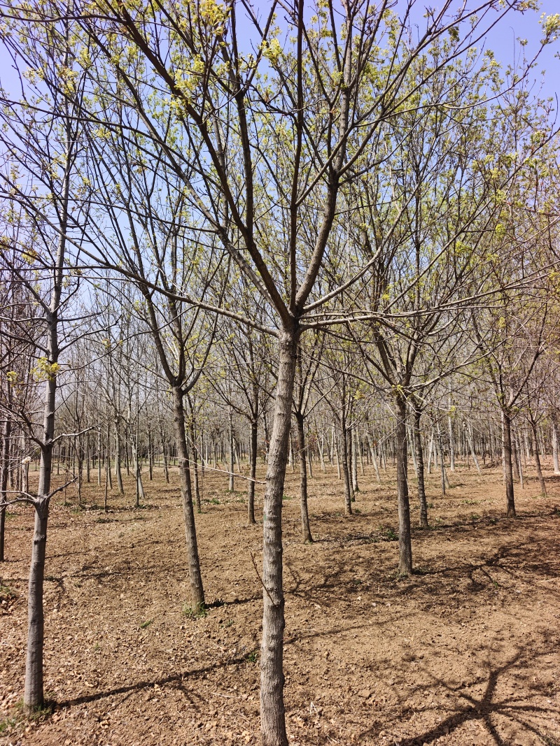 五角枫，精品五角枫，五角枫基地，苗圃直销