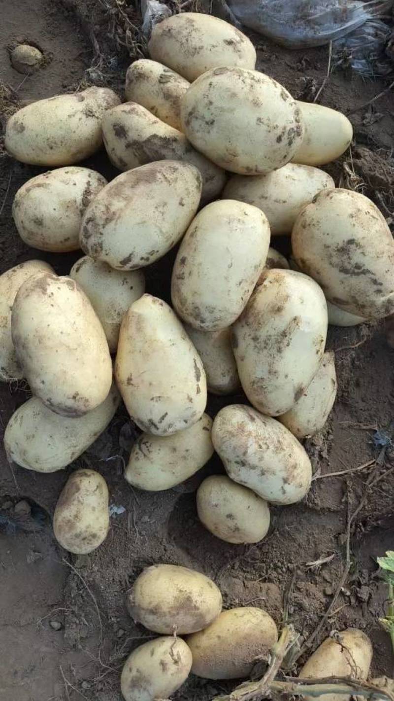 新土豆黄皮黄心