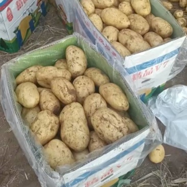 新土豆黄皮黄心