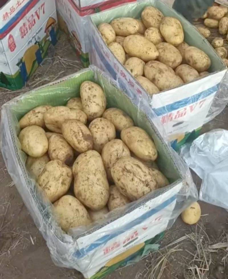 新土豆黄皮黄心