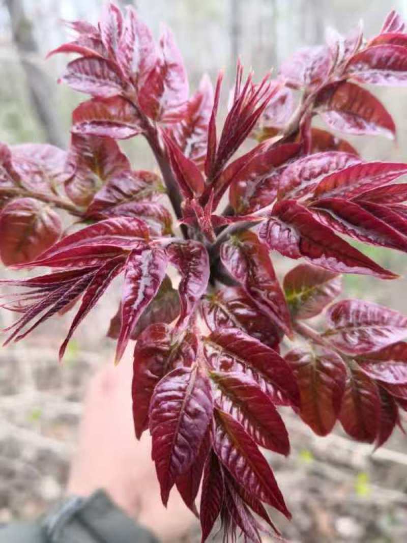 红油香椿树苗批发基地重庆忠县香椿树苗批发