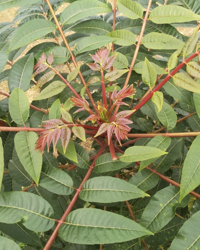 红油香椿树苗批发基地重庆忠县香椿树苗批发
