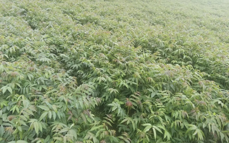 红油香椿树苗批发基地重庆忠县香椿树苗批发