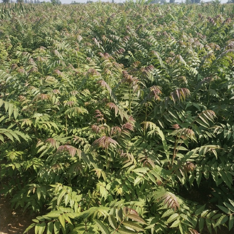 红油香椿树苗批发基地重庆忠县香椿树苗批发