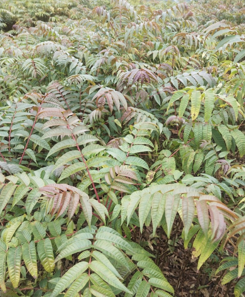 红油香椿树苗批发基地重庆忠县香椿树苗批发