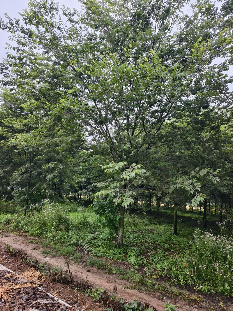 榉树，出售各种规格的榉树有8到25公分，价格非常便宜欢迎