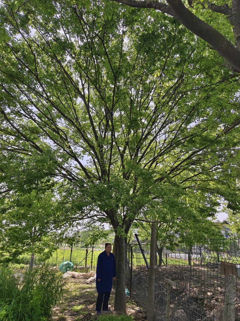 榉树，出售各种规格的榉树有8到25公分，价格非常便宜欢迎