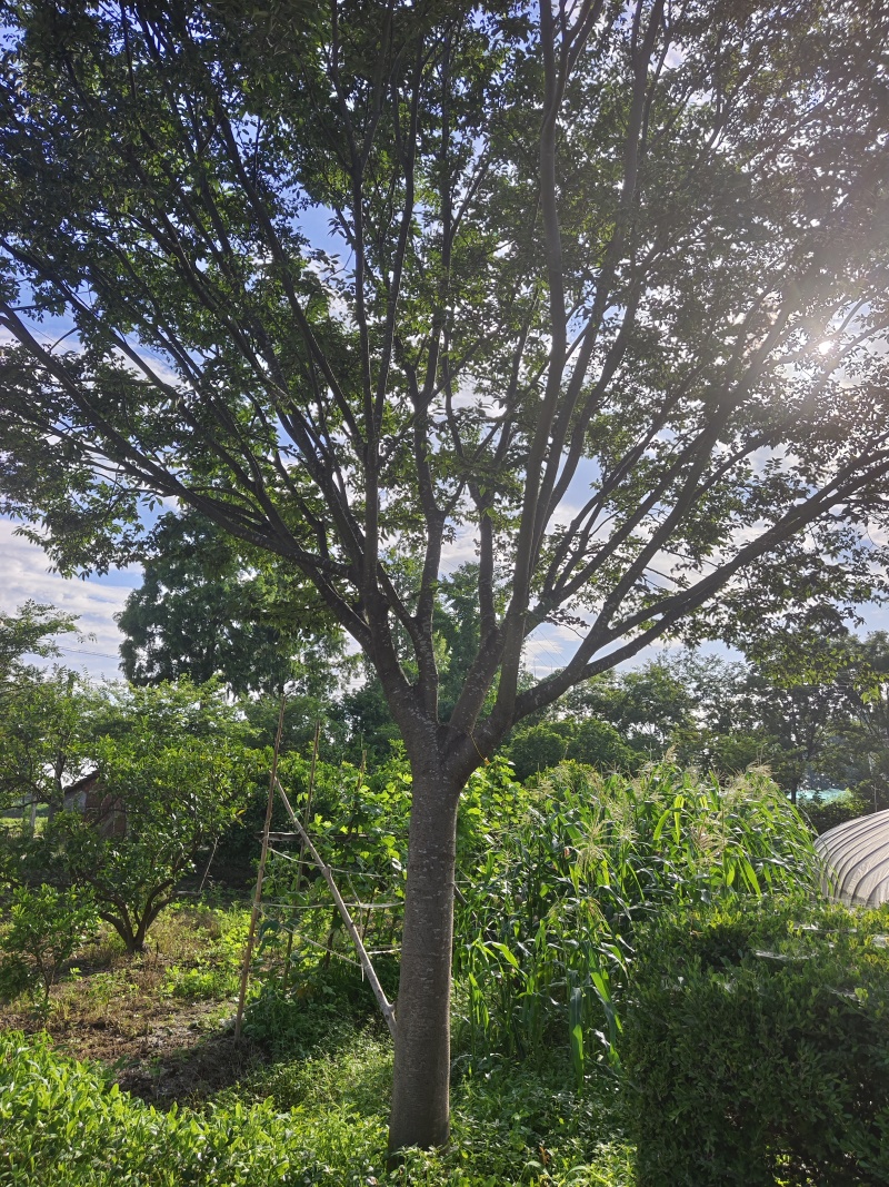 榉树，出售各种规格的榉树有8到25公分，价格非常便宜欢迎
