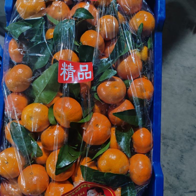 广西沙糖桔糖度高皮薄化渣产地代收代发