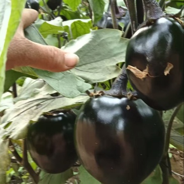 精品紫光茄大量上市产地直发一手货源保质保量全国发货量大价优